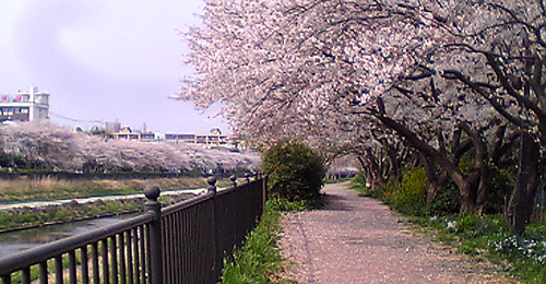 川沿いに700本ほどの桜が植わっているそうです。圧巻。