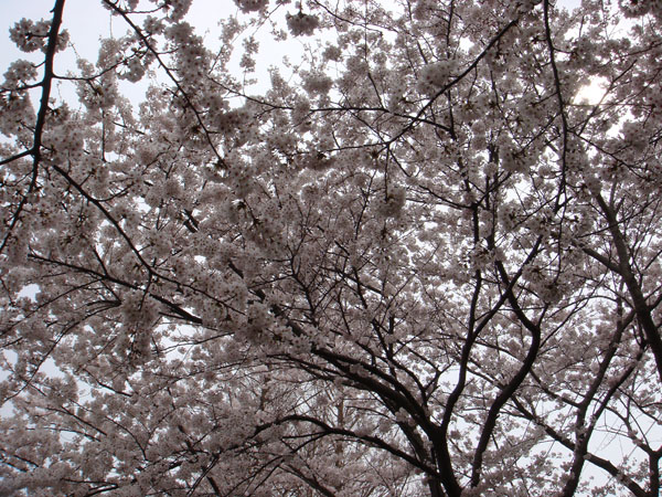 桜のアーチ